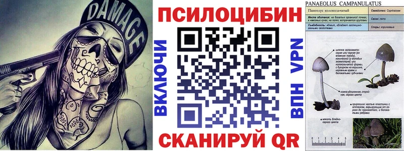 Галлюциногенные грибы MAGIC MUSHROOMS  как найти закладки  Терек 